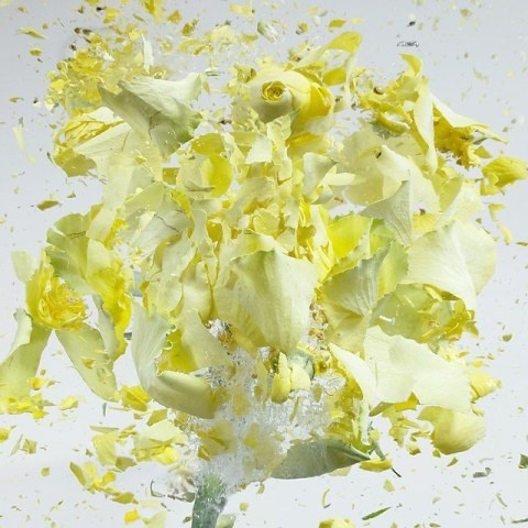 High Speed Flower Explosions by Martin Klimas | PICDIT #photos #explosion #photo #art #flower