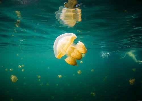 Jellyfish Lake #jellyfish #photography