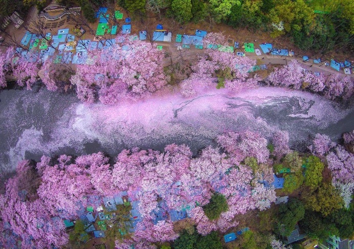 #sakura #tokyo