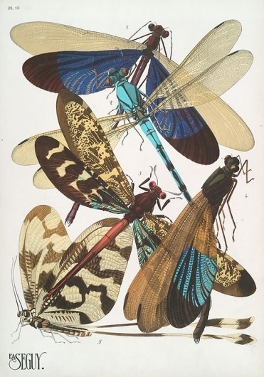 weetstraw.com - Insect Collages #insects