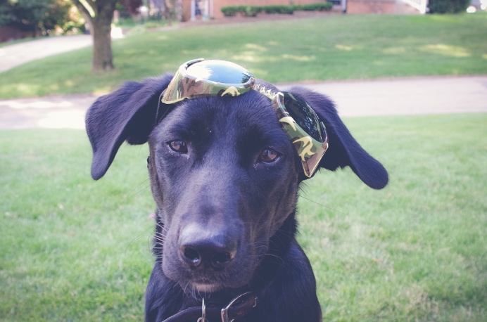 #dog