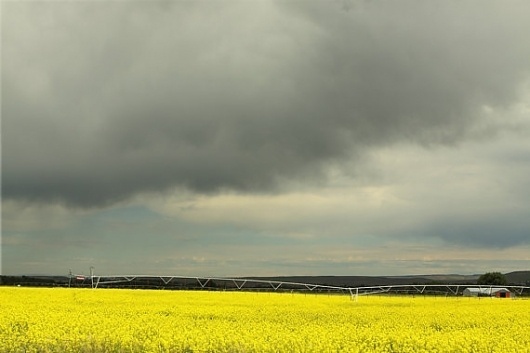 Modern Neon Landscape Photograph Canola by lucysnowephotography #yellow #photography #storm #gray #canola