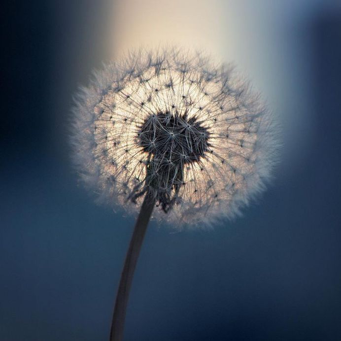 Wonderful Dandelion flower by AN