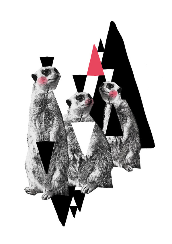 Erdmännchen #1