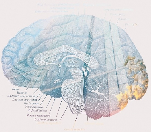 brain.jpg (JPEG Image, 599x523 pixels) #blue #graphic #brain