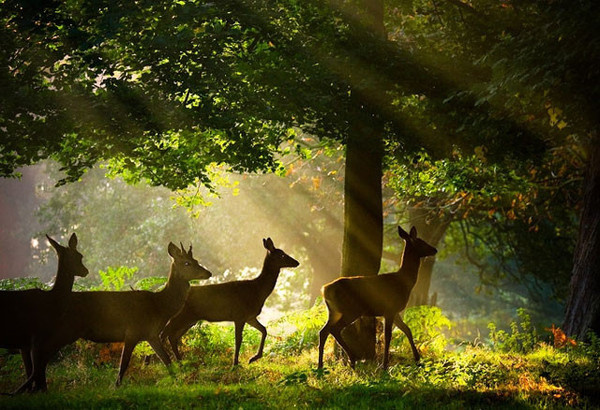 Nature Photography by Alex Saberi #inspiration #photography #nature