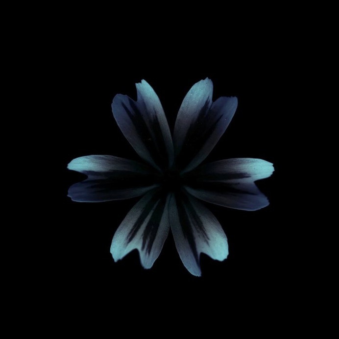 Fine Art Flowers Photography by Viera Babecova