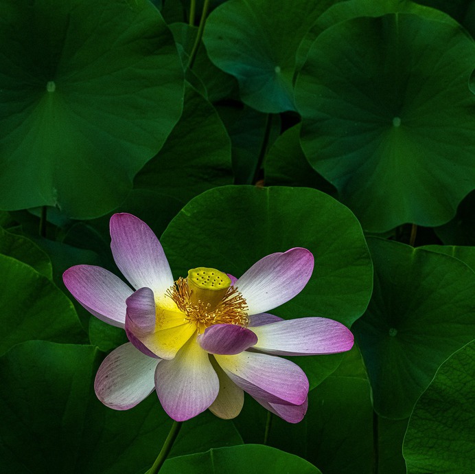 Lotus Among Leaves_DSC6952-copy-1-A-4-C-2