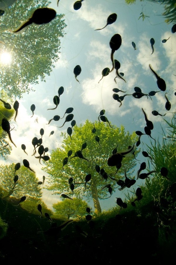 Photograph Tadpoles by Bert Willaert on 500px #tadpoles