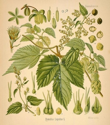 hops--32-l.jpg (529×600) #humulus #lupulus #hops