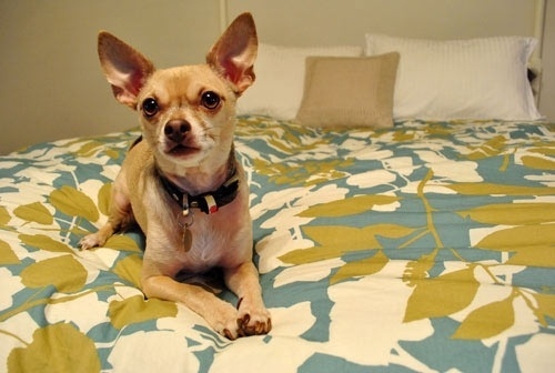 Dog Talk: Burger's Home Renovation Survival Tips | Dog Milk #pattern #animal #bed #chihuahua #dog