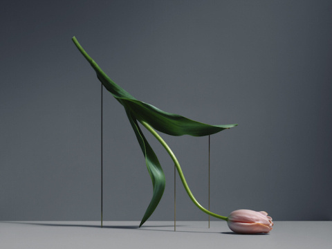 Carl Kleiner | PICDIT #flower #photo #photography