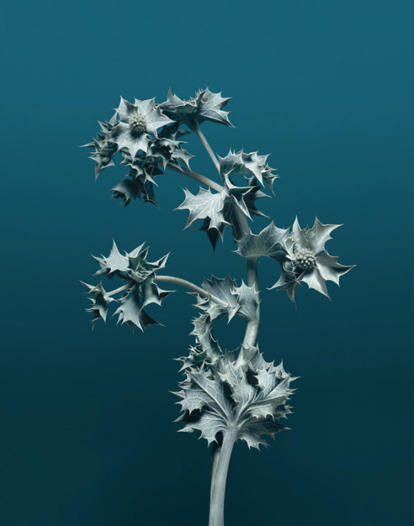 The country habit has me by the heart… but does it float #plant #rendering #3d
