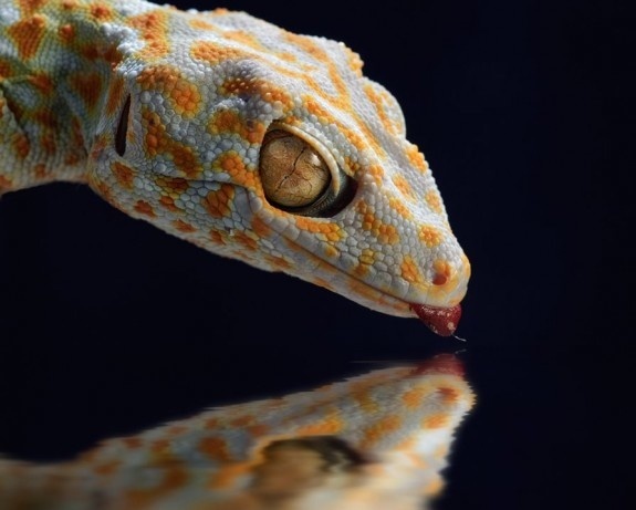 Best Shoot of Animals Photography #animals #macrophotos #photography