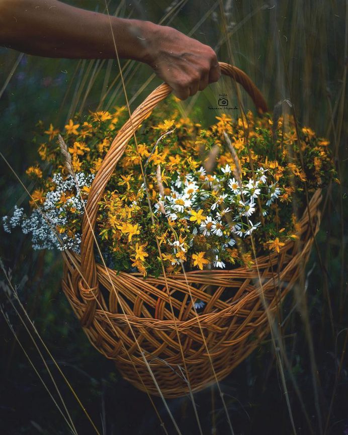 Fine Art Flowers Photography by Tatyana Mironova