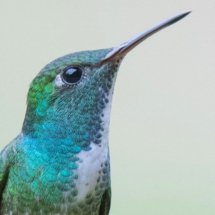 Birds of Brazil: Beautiful Bird Photography by Hudson Martins