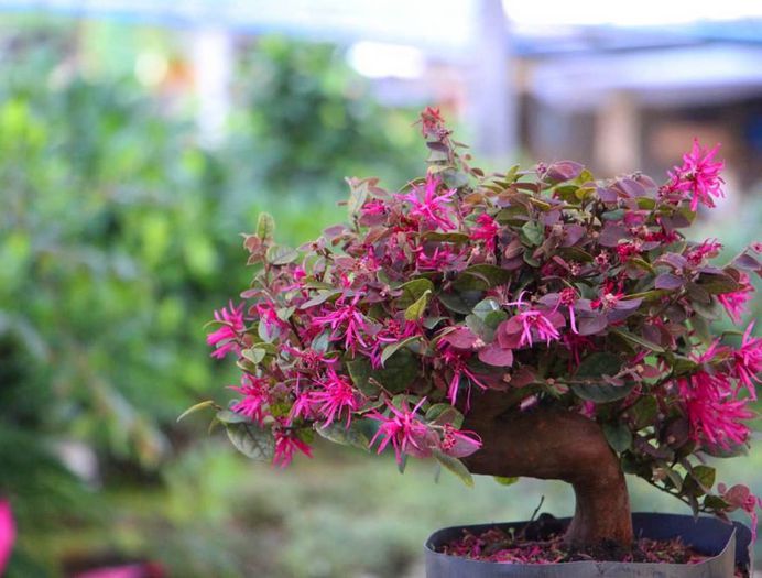 Loropetalum Flower Picture