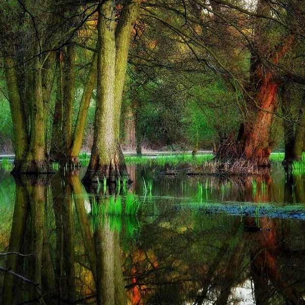 Beautiful Forest Photography by Bernd Rettig #inspiration #photography #nature