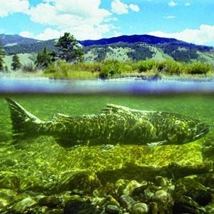 Giant Fish? #giant #fish