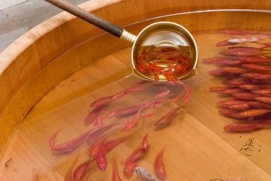 All sizes | Muses, Riusuke Fukahori - Goldfish Salvation | Flickr - Photo Sharing! #riusuke #goldfish #salvation #fukahori #art #icn