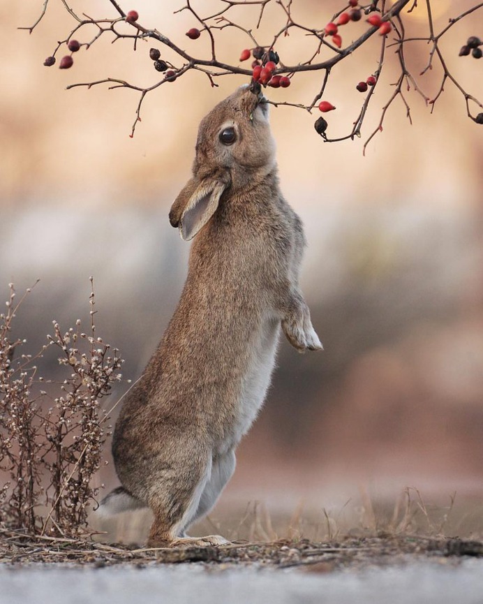 Amazing Wildlife Photos of European Squirrels by Julian Rad