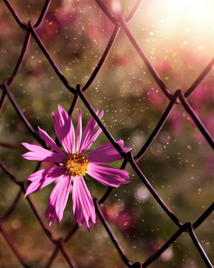 Fine Art Flowers Photography by Dina Telhami