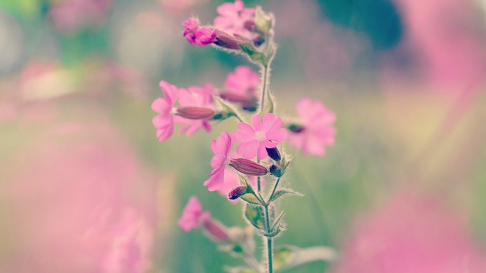 Pink flower