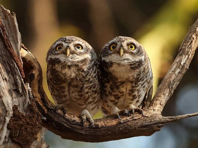 #kings_birds: Fine Art Birds Photography by Saurabh Desai