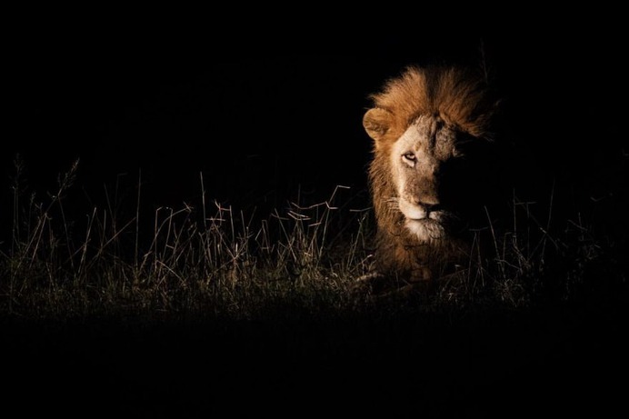 Awesome Close-Up Portraits of Wild Animals by Rudi Hulshof
