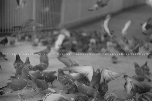 Silent Blossom #film #white #silent #london #pigeons #blossom #black #photography #and