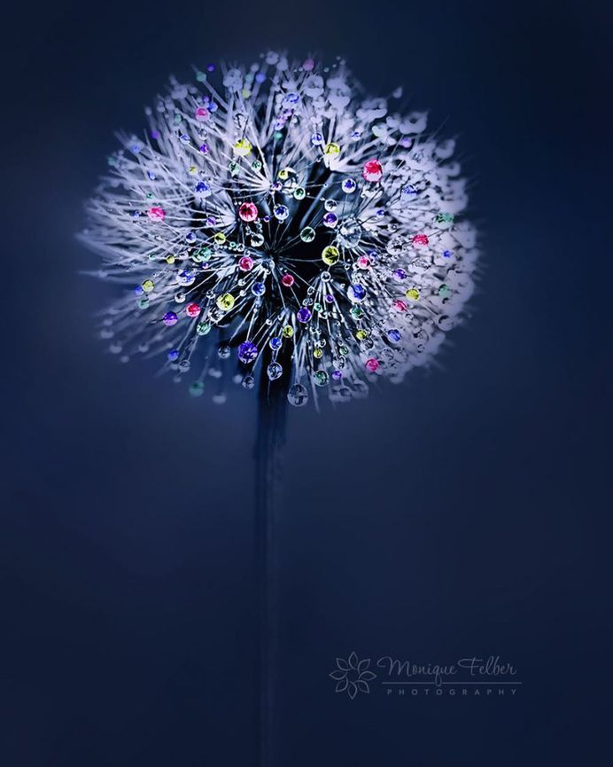 Beautiful Macro Photos of Flowers and Butterflies by Monique Felber