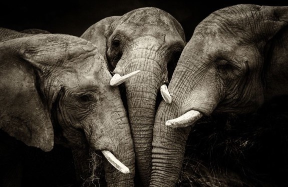 Best Shoot of Animals Photography #animals #macrophotos #photography