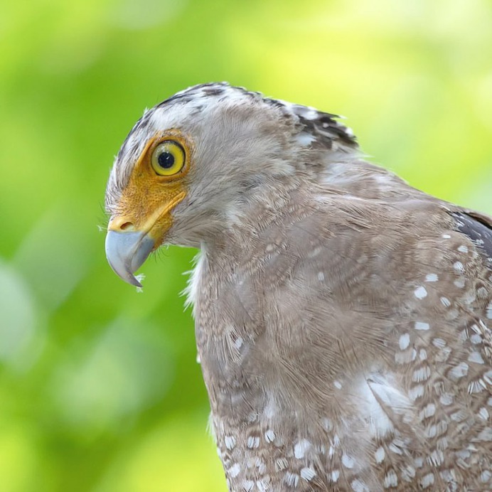 Birds of Japan: Beautiful Bird Photography by Keisuke Oda