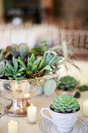 Image Spark - Image tagged "plants", "succulents", "floral arrangements" - Wedding2013 #cafe #cup #plant