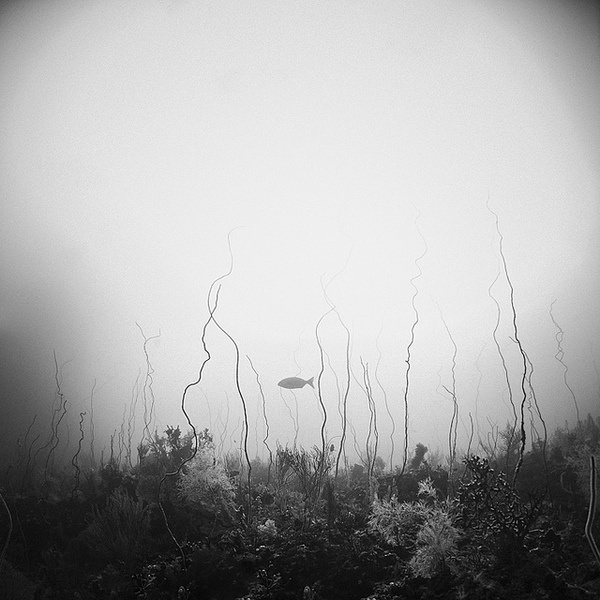 by Hengki Koentjoro #fish #bw #underwater