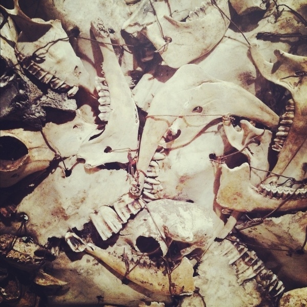 supercamera #teeth #jaw #skull #bones