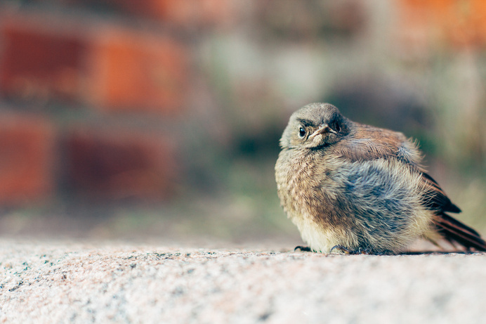 Angry Birds ;) #angry #cityscape #bird #birds #photography #vintage #street #cute #funny