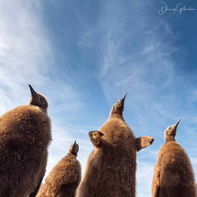 Amazing Portraits of Wild Animals by Daisy Gilardini