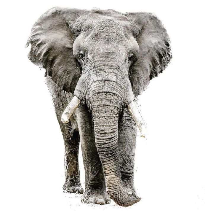 #cuteanimals: Wildlife Animal Portraits by Irene Nathanson