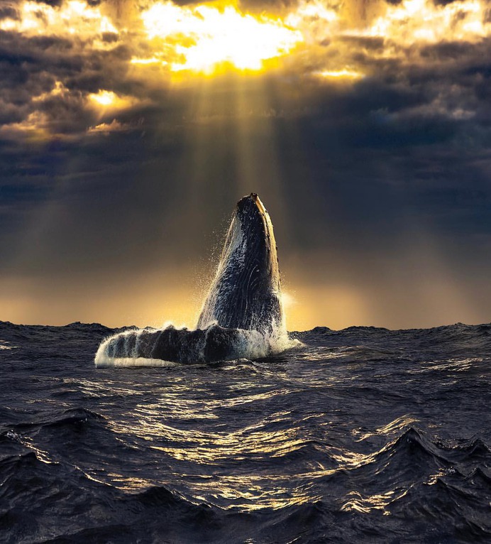 Outstanding Wildlife and Landscape Photography by Pepe Soho