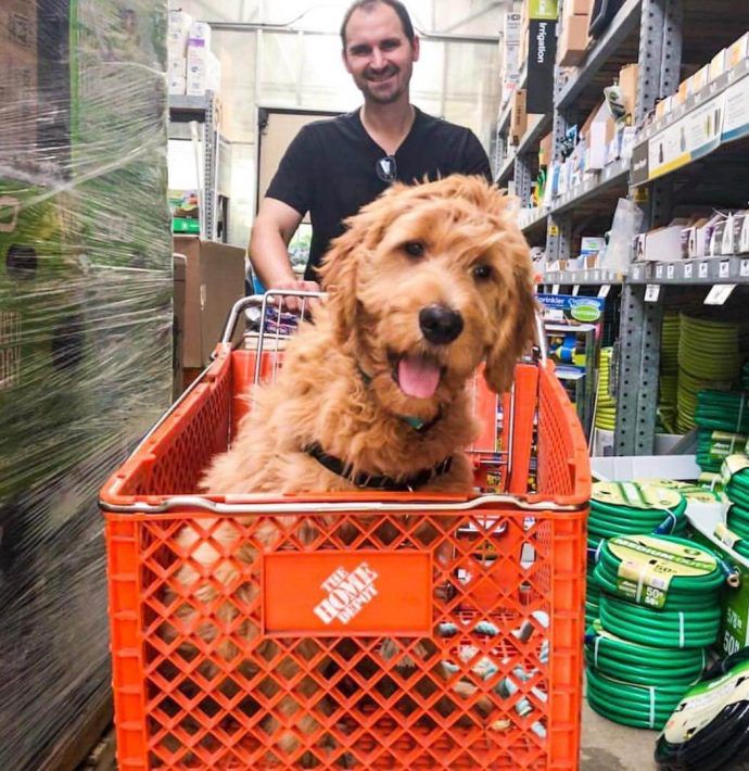 Most Dog Friendly Stores in America - Home Depot