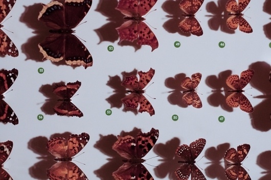 Paul Octavious - Yale Peabody #butterfly #photography