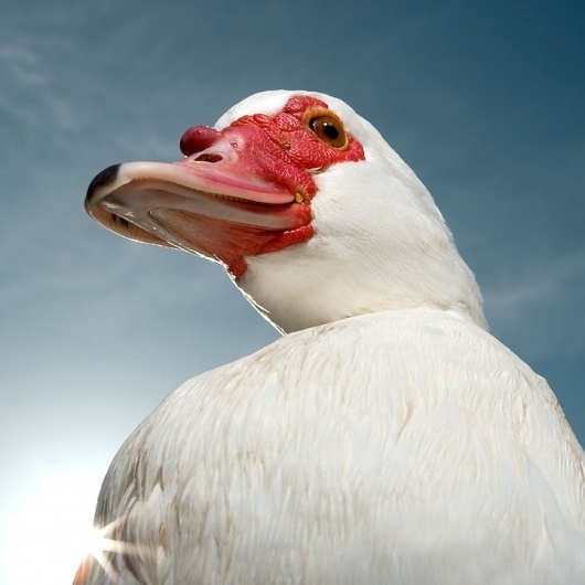 Noble Animals - My Modern Metropolis #photography #animals
