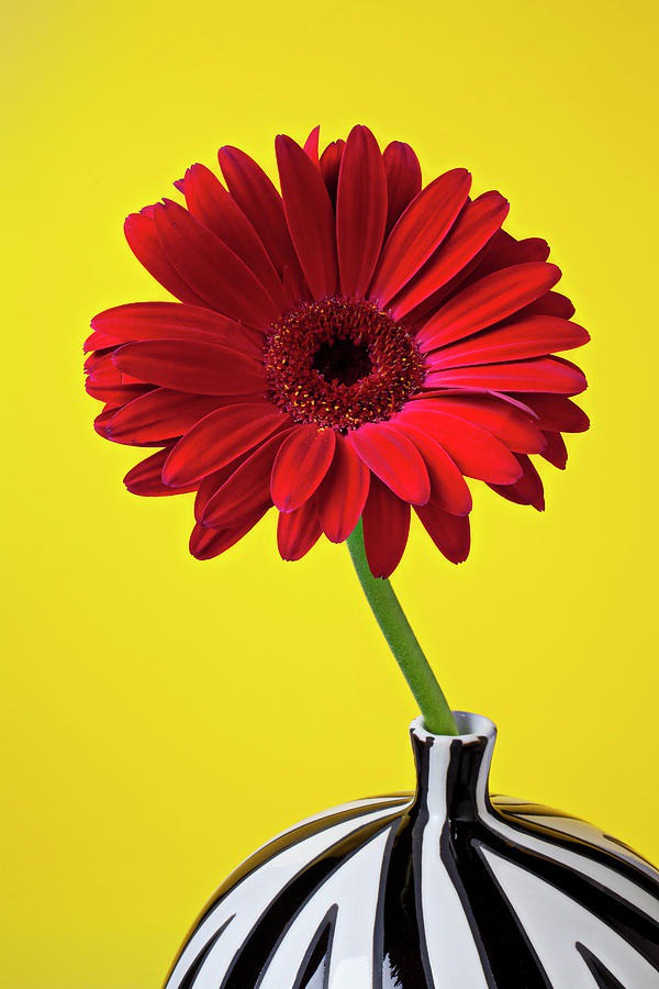 daisy painting & daisy paint by number #painting