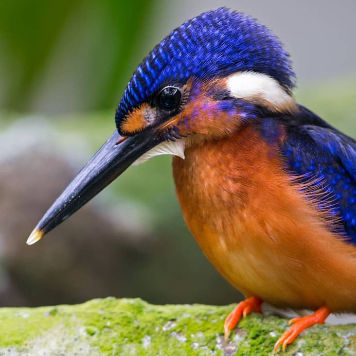 Striking Bird Photography by Johnson Chua