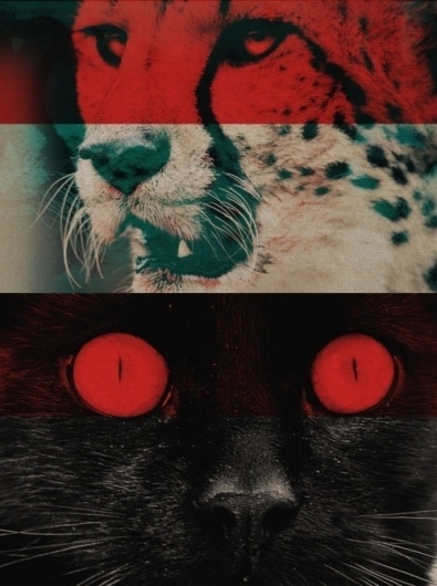 ▼anglophonic▼ #red #cat #animals #tiger #colour