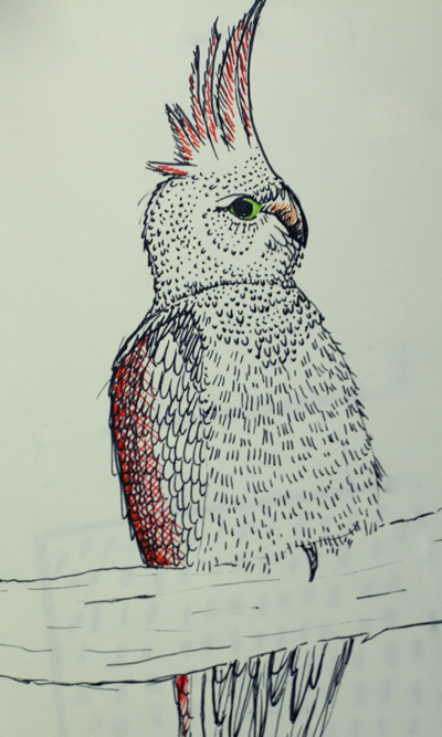 Perroquet #illustration #design #graphic