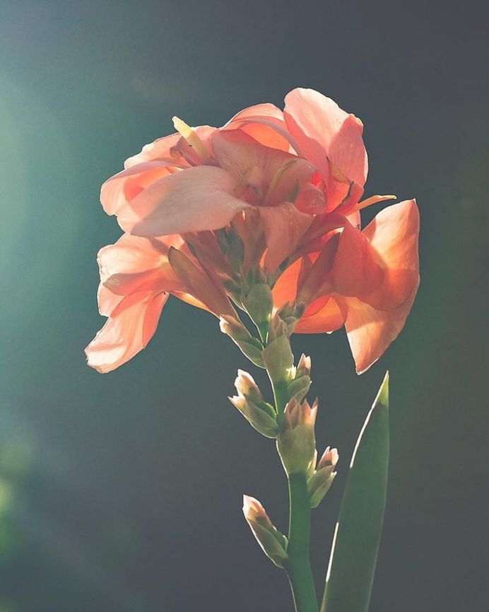 Beautiful Close-Up Flowers Pictures by Lisa Briand