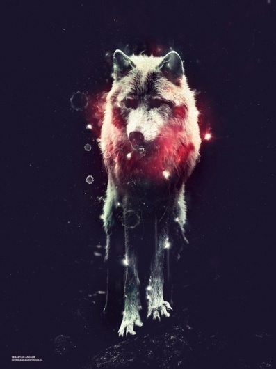 Andaur Studios / Everyday #andaur #passion #sebastian #cold #illustration #wolf #animal