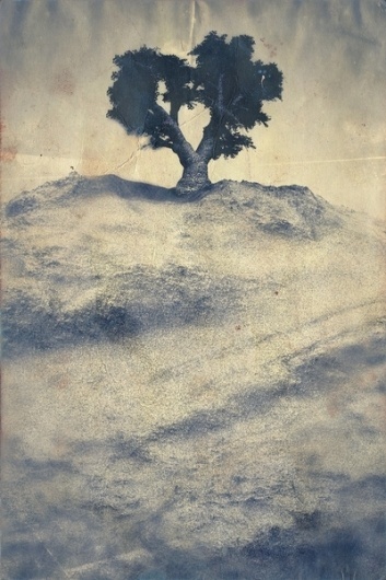 White Trees on the Behance Network #ilustration